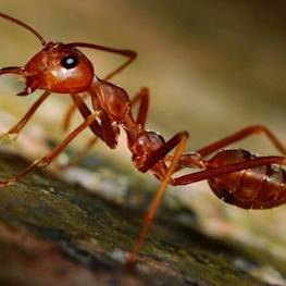 Рыжие муравьи в квартире — откуда и как найти гнездо